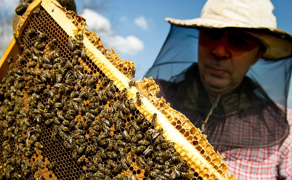 A kormány a mézhamisítás ellen foglal állást