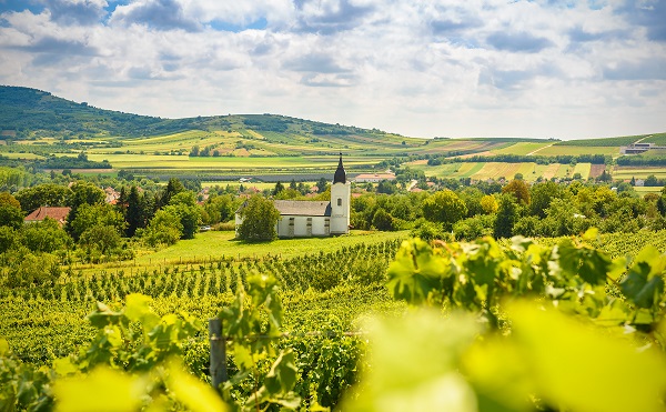 Gulyás: Tokaj a magyar bortermelés egyik legkiemelkedőbb régiója