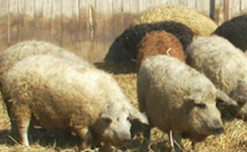 A magyar mangalica Spanyolországban is bemutatkozott