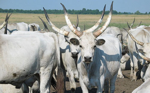 A szürkemarhához kapcsolódó értékek fesztiválja