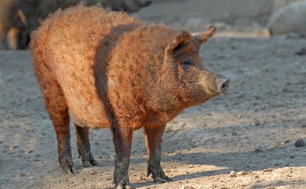 Mangalica export kezdődhet az USA-ba