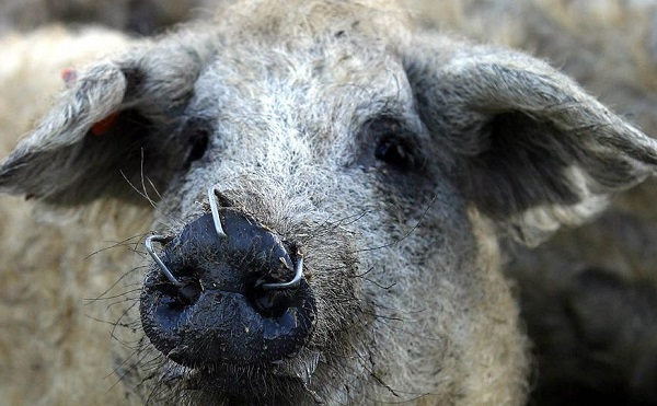 Kilencedik alkalommal került megrendezésre a mangalica fesztivál Debrecen főterén.