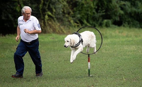 A kuvasz népszerűsítése: polgárőröknek képzik ki őket