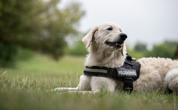 A kuvasz népszerűsítése: polgárőröknek képzik ki őket