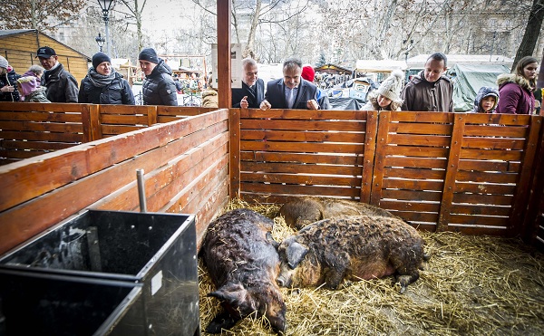 Szingapúrtól Kanadáig jelen van a mangalicahús