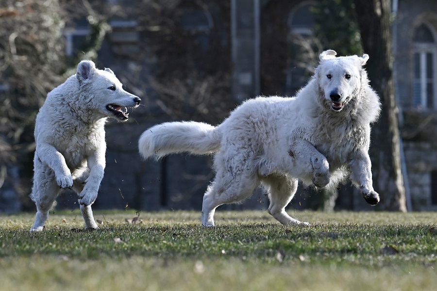 kuvasz