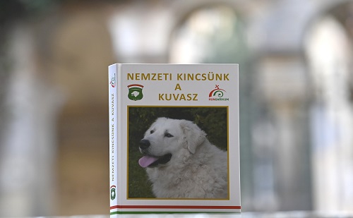 Amit tudni érdemes róla - Nemzeti kincsünk, a kuvasz 